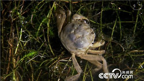 [致富经]巧借力 他让水上 水中 水底都赚钱 20190131