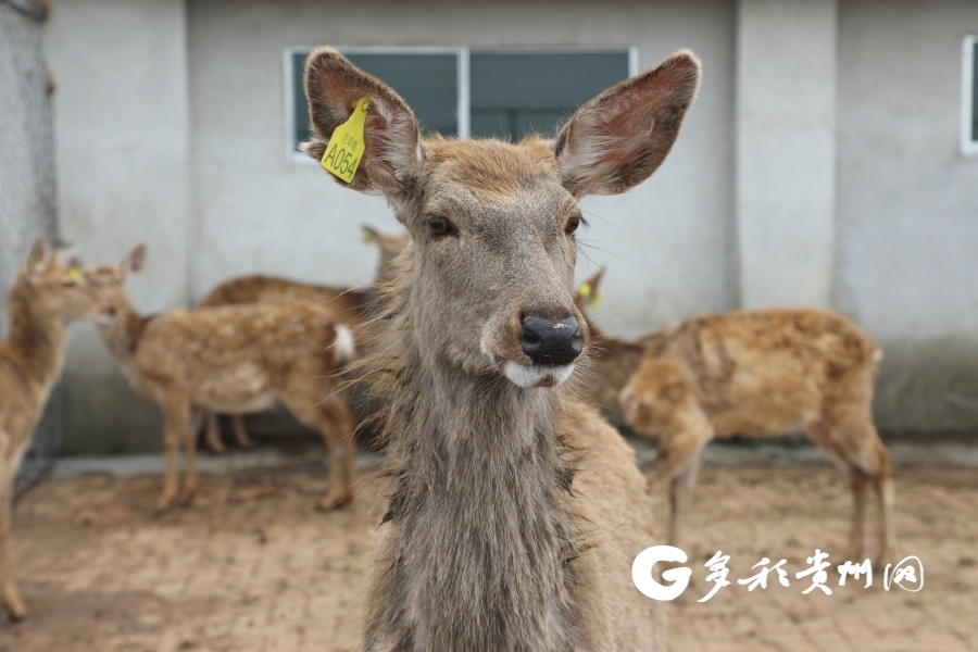 养殖致富经_养殖要致富_致富养殖项目