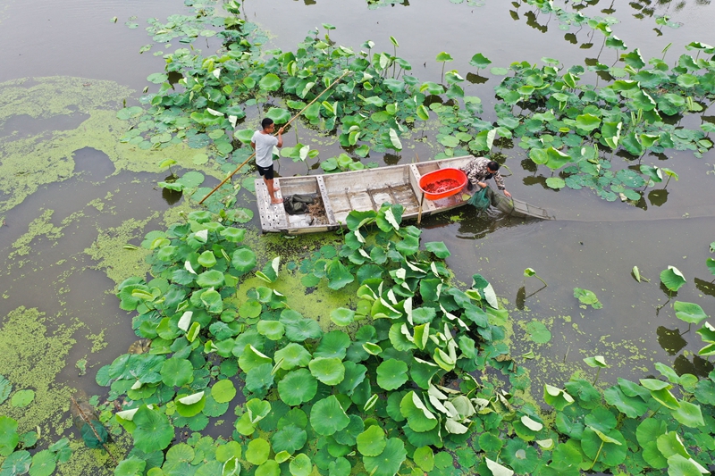 致富经莲藕套养龙虾_荷藕套养小龙虾_莲藕龙虾套养技术