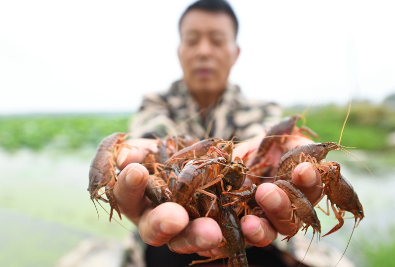 荷藕套养小龙虾_致富经莲藕套养龙虾_莲藕龙虾套养技术