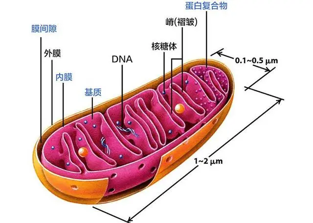 优质回答的经验之路_天津肿瘤优质护理经验汇报_大航海之路阅读经验