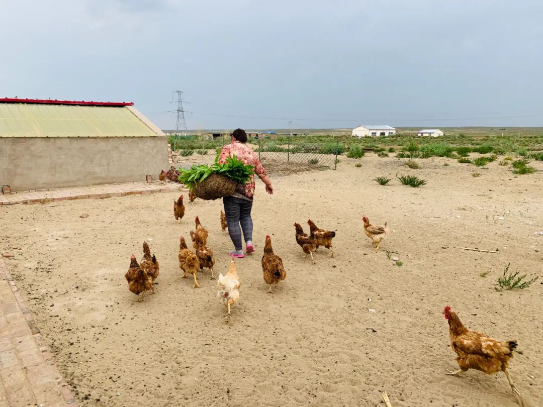 致富养殖梅州土鸡_梅州土鸡养殖致富_致富养殖梅州土鸡视频