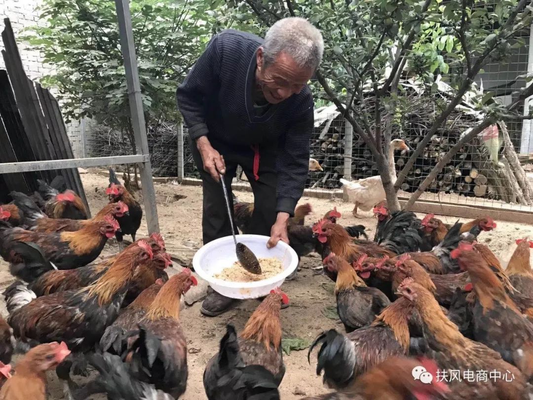 梅州土鸡养殖致富_广东梅州养鸡合作社_梅州养鸡基地