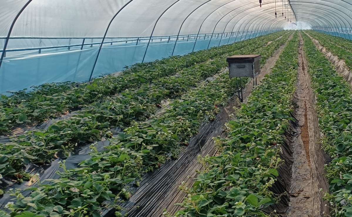 南阳市卧龙区：红火小草莓铺出乡村振兴“致富路”