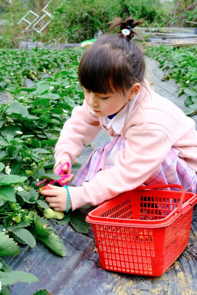 小草莓种植致富路_致富经草莓育苗视频_致富经草莓