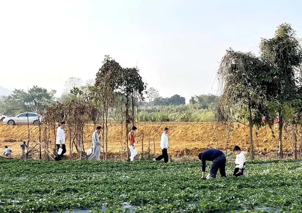 小草莓种植致富路_致富经草莓_致富经草莓育苗视频