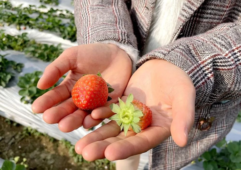 致富经草莓育苗视频_小草莓种植致富路_致富经草莓