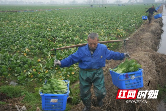 双季稻种植方案_双季稻种植技术_种植技术双季稻的优缺点