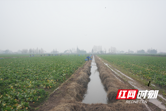 双季稻种植技术_双季稻种植方案_种植技术双季稻的优缺点