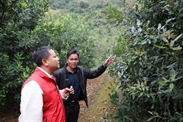 农民致富经 种植树_致富经种树的创业项目_农民致富种植项目