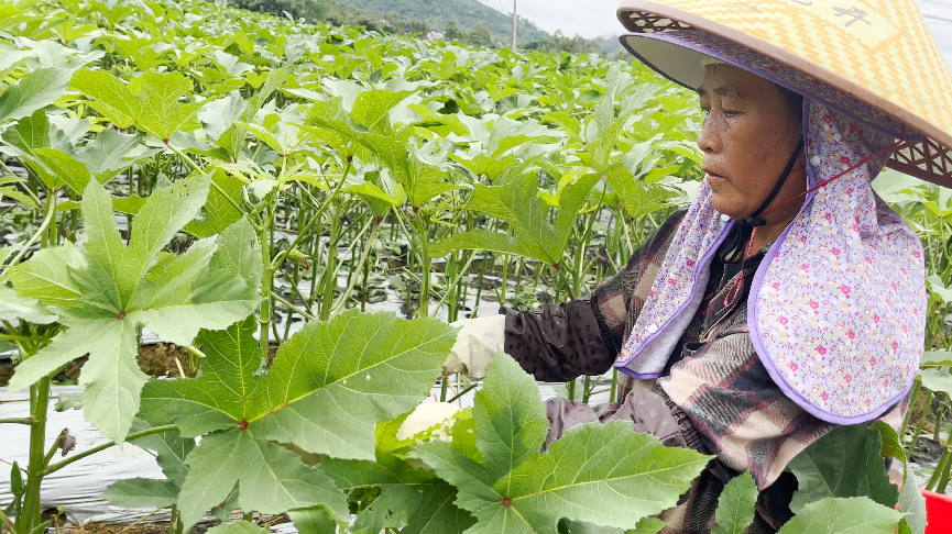 种植秋葵致富_种植秋葵赚钱吗_致富种植秋葵图片