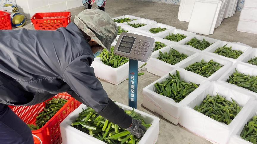 种植秋葵致富_致富种植秋葵图片_种植秋葵赚钱吗