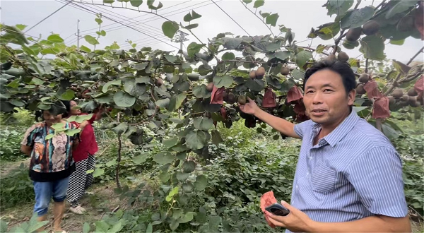 致富好项目种植_种植果苗致富图片_种植致富经