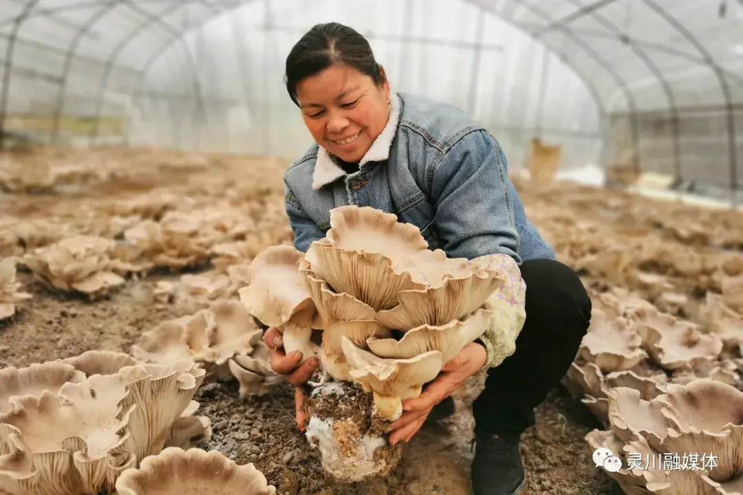 致富经种灵芝视频_灵芝种植致富视频_种植灵芝赚钱吗