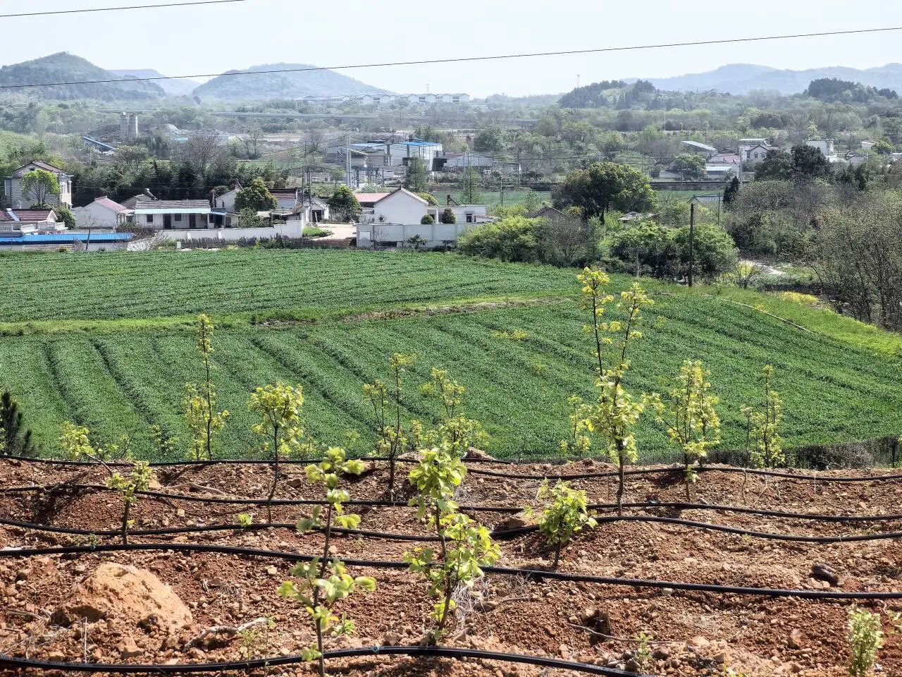 因茶致富_茶叶种植致富案例_种植茶叶创业计划书