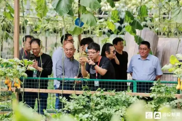 番茄种植效益_致富番茄种植树苗图片_番茄树种植致富