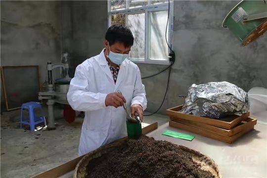 茶叶成功案例_茶叶种植致富案例_茶叶的创业项目计划书