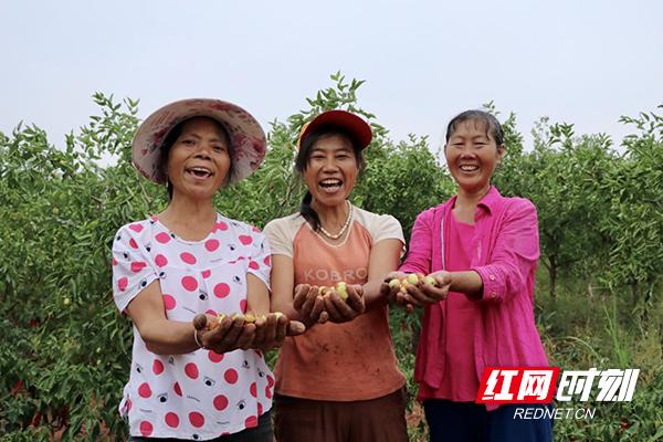 茶陵：种枣致富“三姐妹”乘风破浪追梦