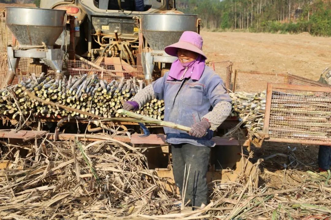 抢农时 备春耕丨东门镇：甘蔗种植机械化 “铁牛”忙碌闹春耕