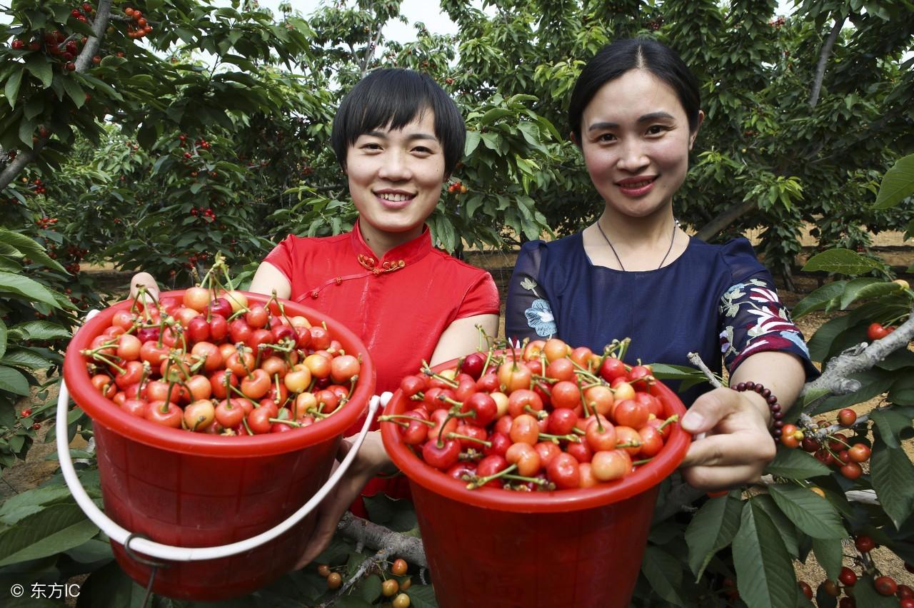 致富种植什么比较赚大钱_种植果苗致富图片_致富好项目种植