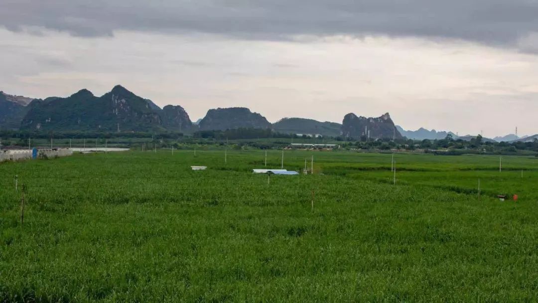 致富甘蔗种植机器图片_甘蔗种植致富机器_全自动甘蔗种植机