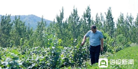 种树致富全部视频_农民致富经 种植树_农村种植致富