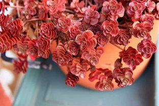 玫瑰花如何种植 玫瑰花的种植方法和注意事项？