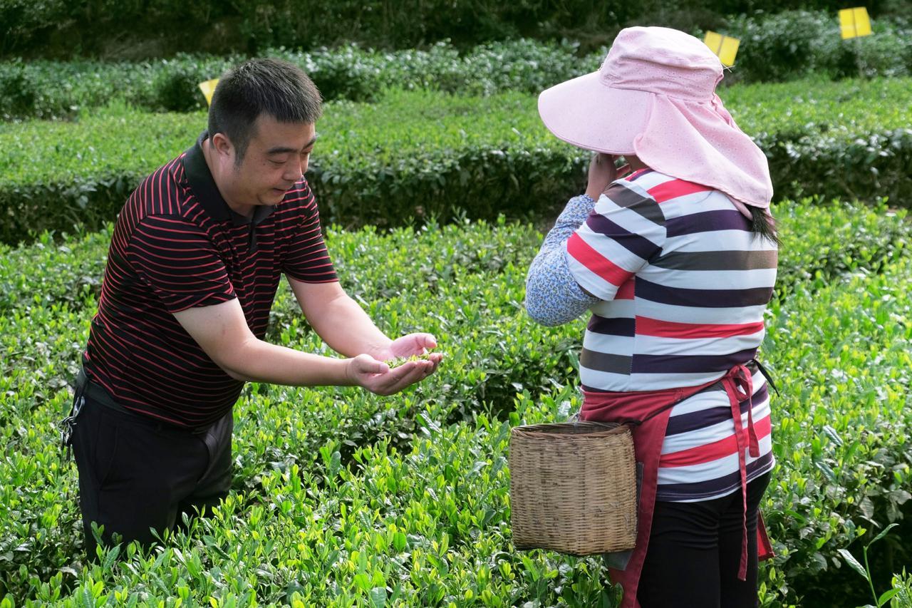 茶农致富_茶叶种植致富案例_种植茶叶创业计划书