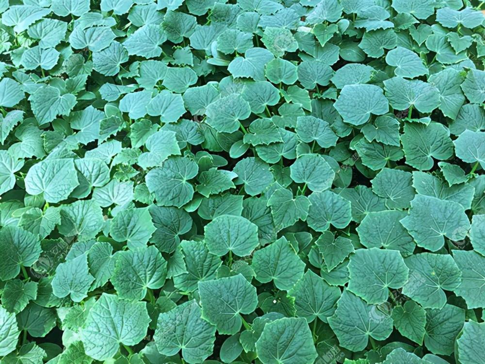 种植果苗致富图片_致富种植视频全集_种植致富经