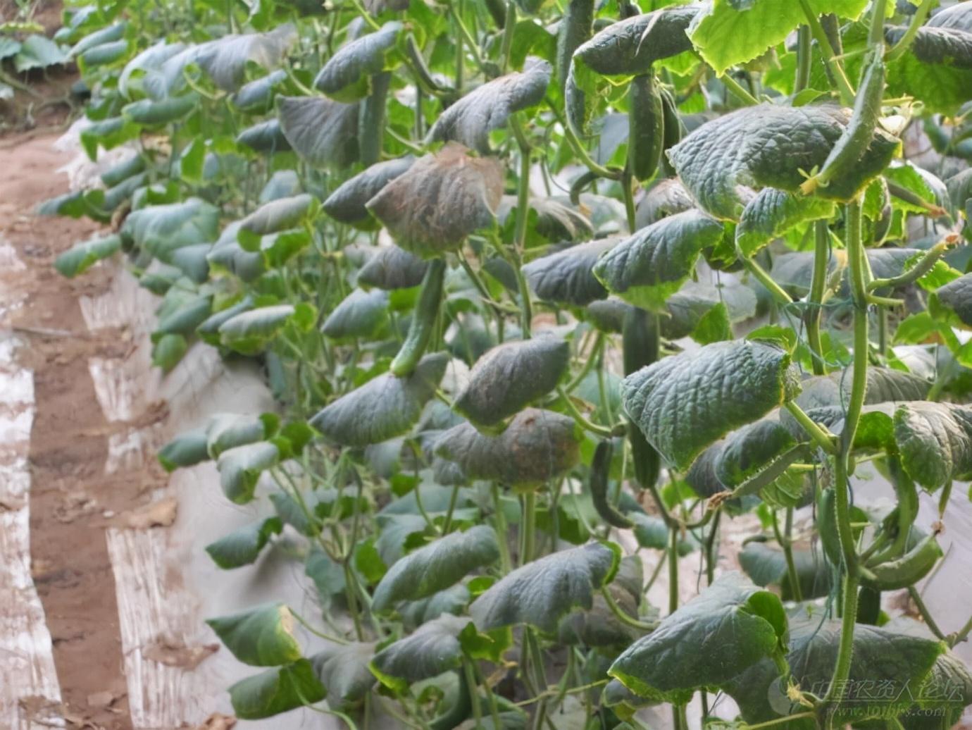 致富种植视频全集_种植果苗致富图片_种植致富经