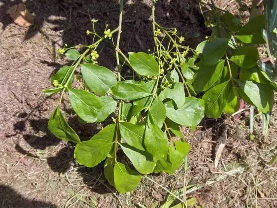 种植黄杨致富吗_致富种植黄杨好吗_致富种植黄杨好不好