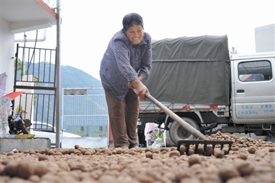 种植致富金果果_致富经果树_致富经果树种植视频