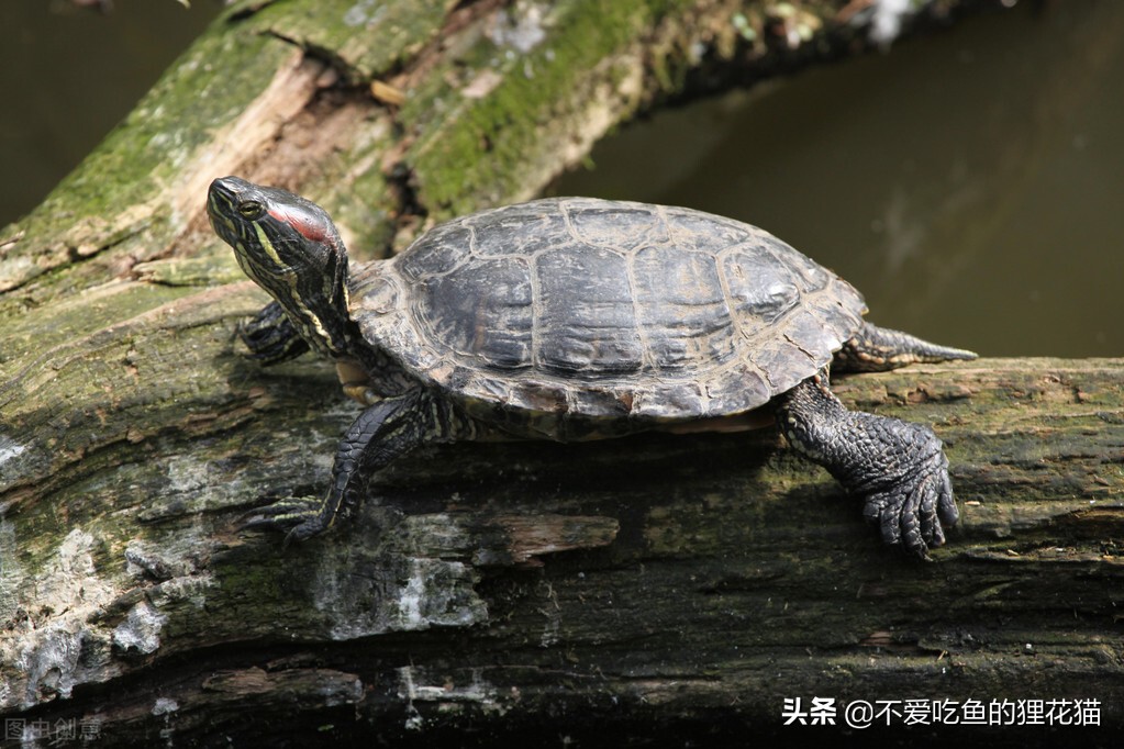 乌龟养殖场需要多少投入_乌龟养殖业_乌龟工厂化养殖技术