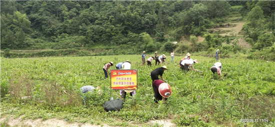 致富药材养鸡中药有哪些_中药养鸡致富故事视频_致富经中药材养鸡