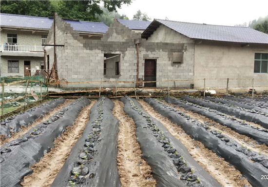 中药养鸡致富故事视频_致富经中药材养鸡_致富药材养鸡中药有哪些