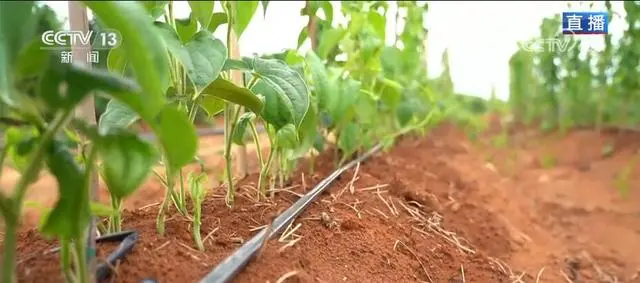 淮山种植技术_种植淮山技术要点_种植淮山技术要求