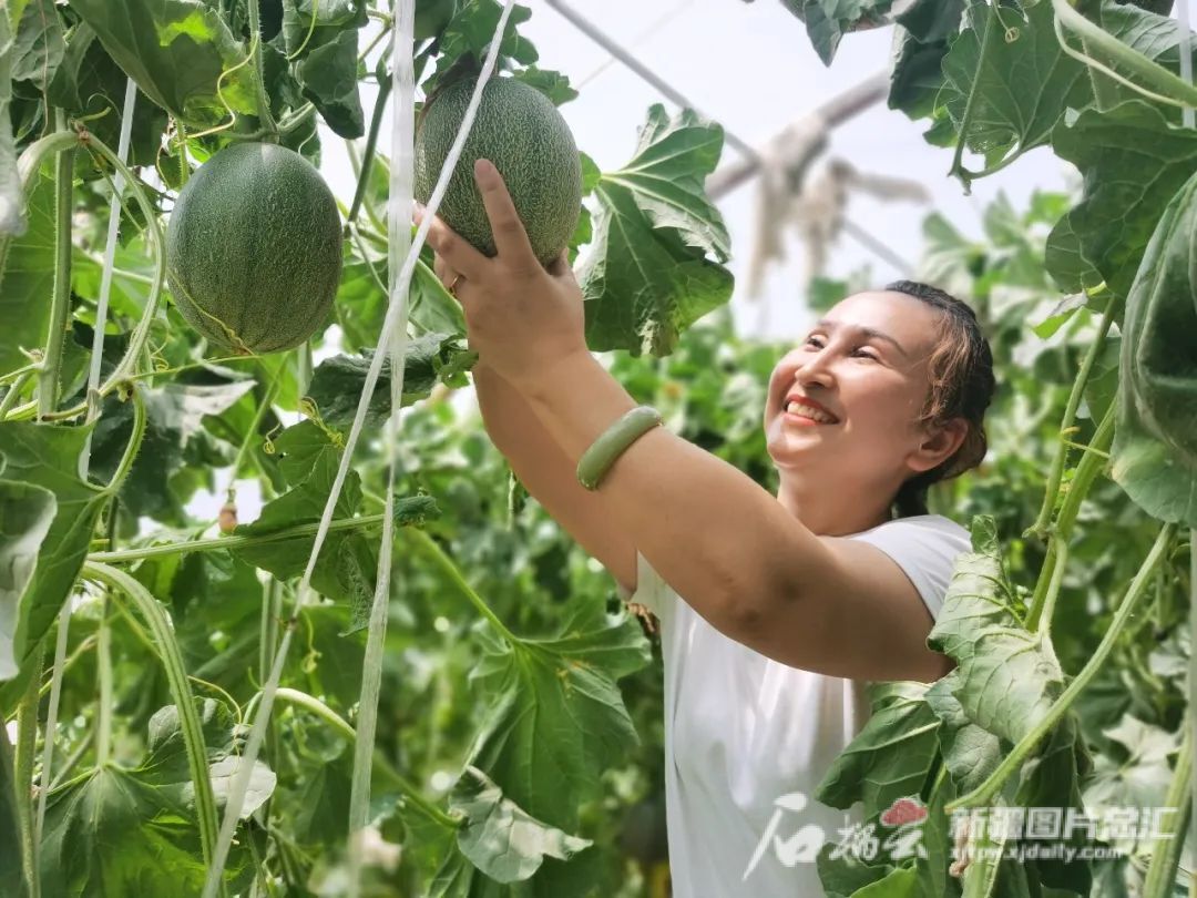 尉犁县：吊瓜喜获丰收 农民致富有路