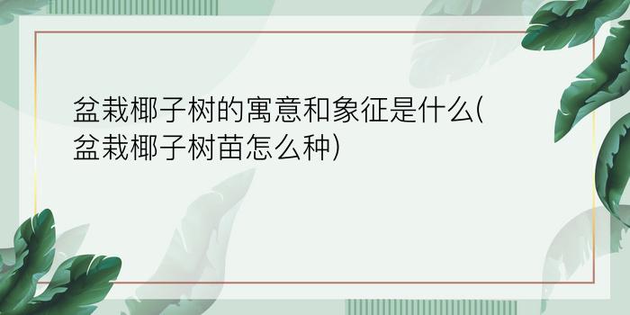 盆栽椰子树的寓意和象征是什么(盆栽椰子树苗怎么种)