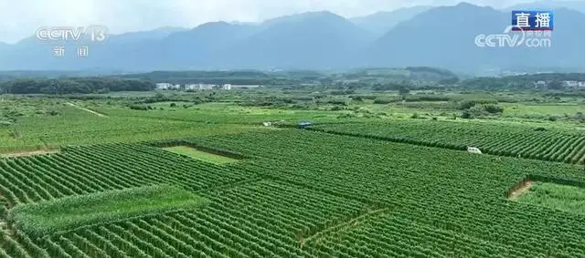 种植淮山技术要求_种植淮山技术视频_淮山种植技术