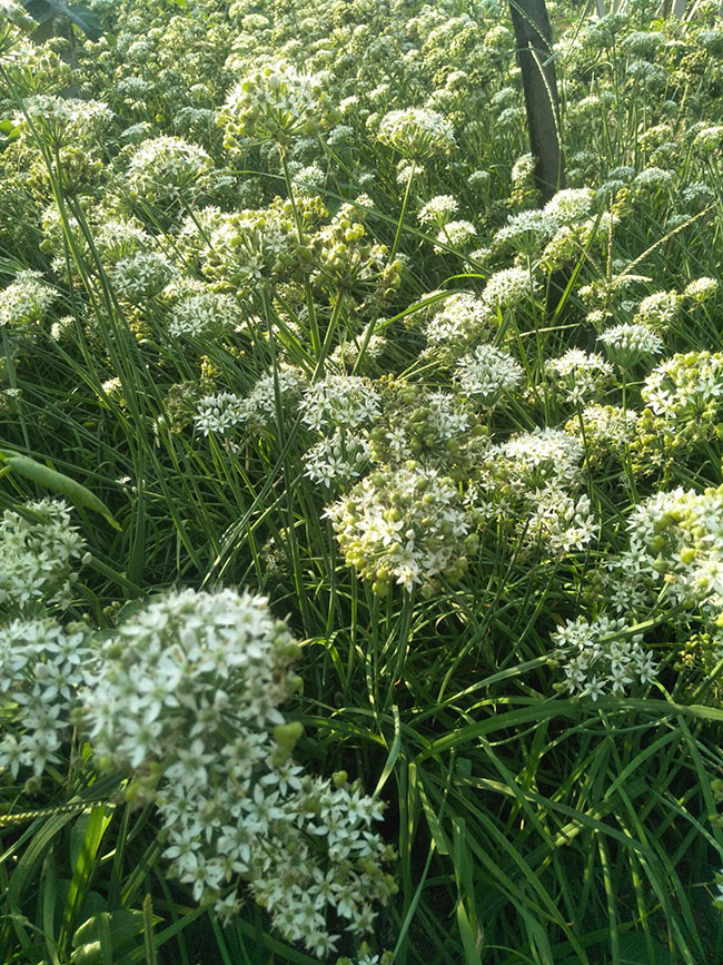 韭菜苗怎样种植？韭菜苗的种植方法和时间