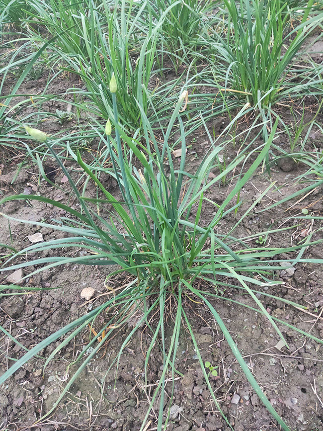 韭菜苗怎样种植？韭菜苗的种植方法和时间