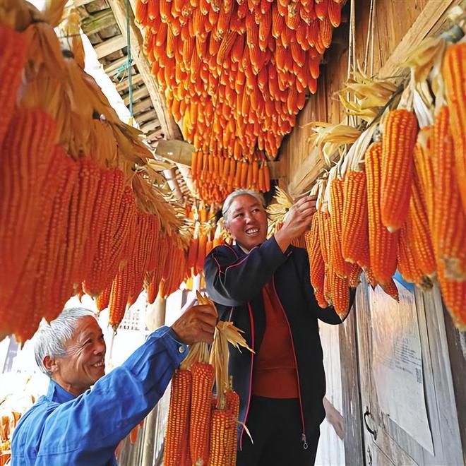 致富经中药材养鸡_致富药材养鸡中药方_中草药养鸡致富经