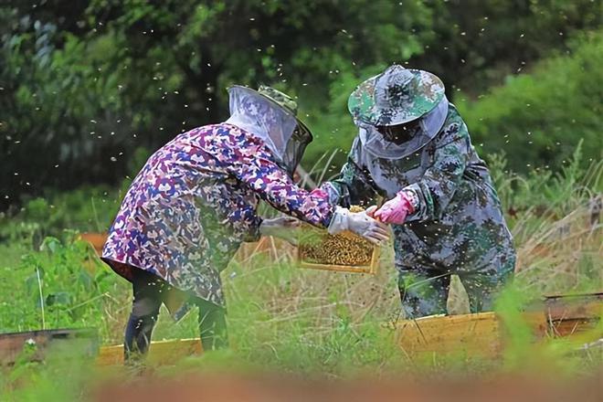 中草药养鸡致富经_致富药材养鸡中药方_致富经中药材养鸡