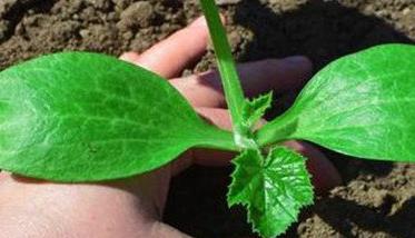 靠种植葫芦致富_葫芦种植挣钱吗_致富葫芦种植靠什么挣钱