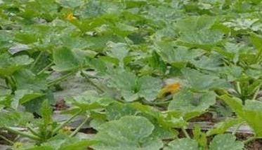 致富葫芦种植靠什么挣钱_靠种植葫芦致富_葫芦种植挣钱吗