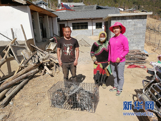 中药养鸡致富故事视频_致富药材养鸡中药配方_致富经中药材养鸡