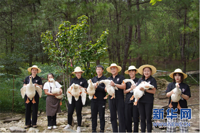 致富经中药材养鸡_中药养鸡致富故事视频_致富药材养鸡中药配方