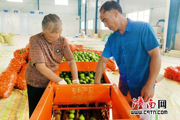 cctv农业节目致富经种植_农业致富种植视频_致富种植视频全集