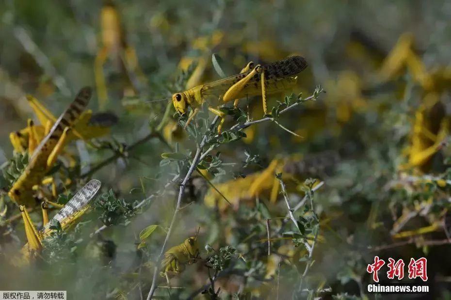 4000亿只蝗虫快速逼近！会危及中国吗？多国进入紧急状态！浙江曾派3万只鸭子坐飞机灭蝗