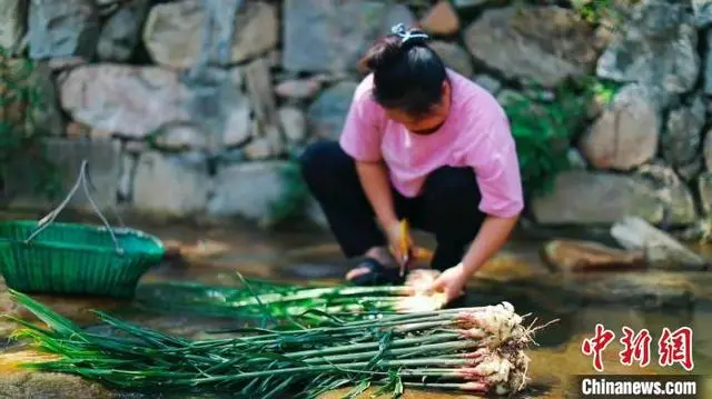 致富经生姜种植技术视频_致富经生姜种植_致富经种姜